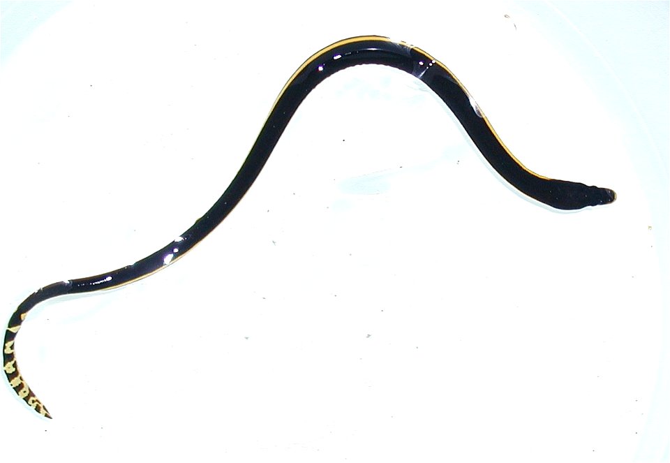 Yellow-bellied sea snake - very poisonous.
