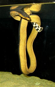 Yellowbelly Sea Snake