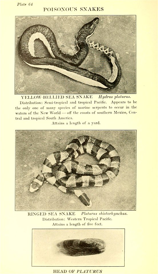 Reptiles of the world : tortoises and turtles, crocodilians, lizards and snakes of the eastern and western hemispheres / by Raymond L. Ditmars.