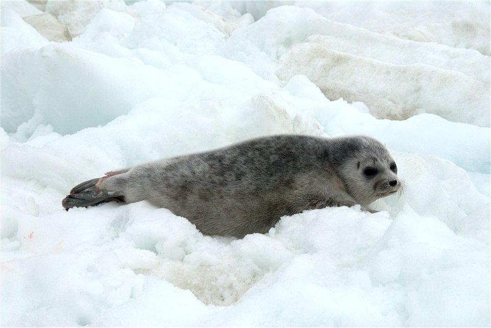 Pusa hispida hispida, Alaska photo