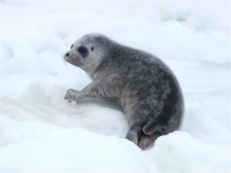 Pup of Pusa hispida, Alaska
