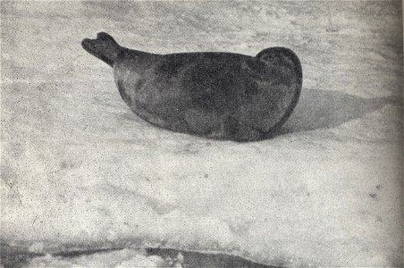 An old photograph of a Saimaa ringed seal (Pusa hispida saimensis) photo
