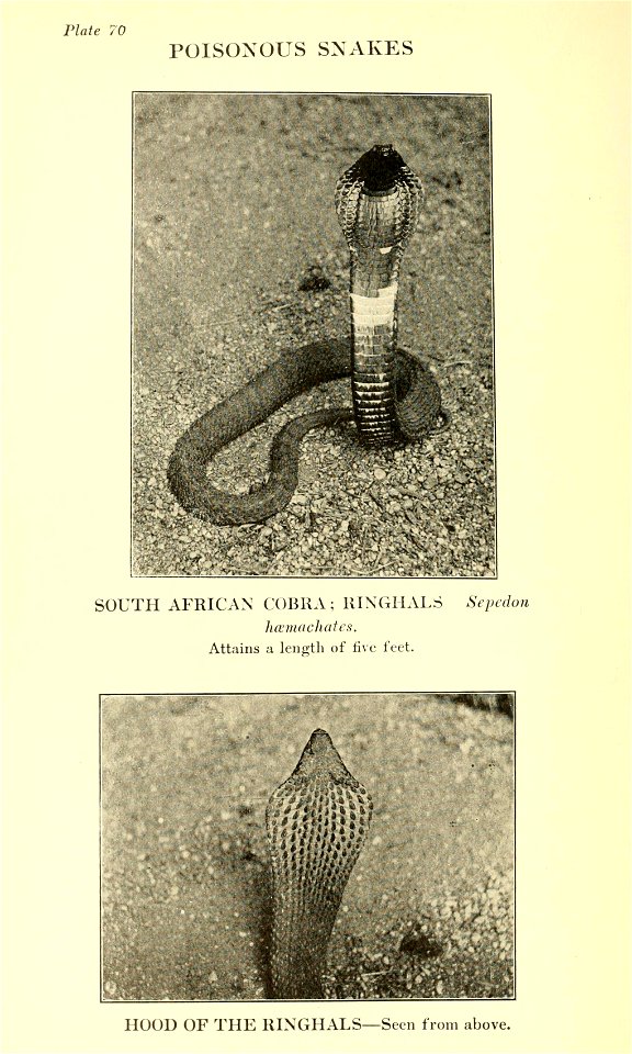 Reptiles of the world : tortoises and turtles, crocodilians, lizards and snakes of the eastern and western hemispheres / by Raymond L. Ditmars.