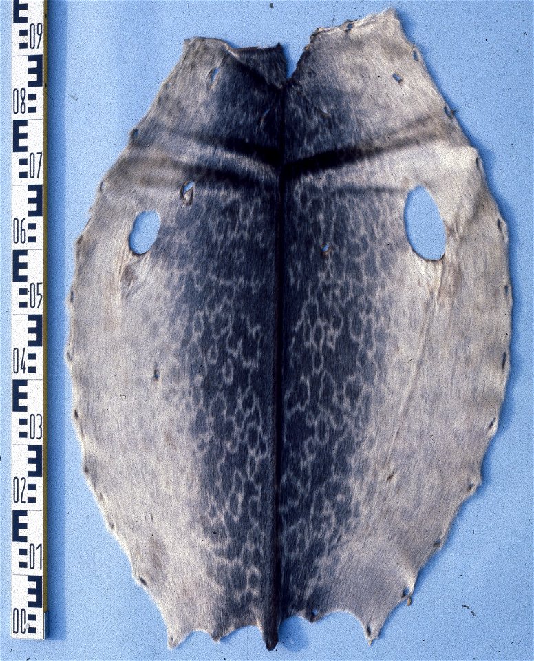 Ringed seal fur skin  (Phoca (pusa) hispida), 'Ring-Seal' . Fur skin collection, Bundes-Pelzfachschule, Frankfurt/Main, Germany.
