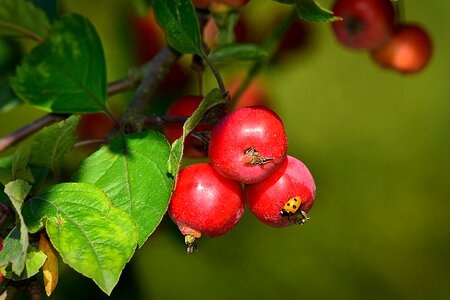 Bush lady bug insect