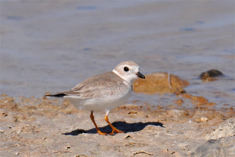 Piping Plover (Charadrius melodus)