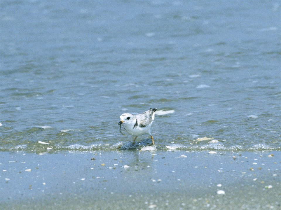 Piping Plover (Charadrius melodus)