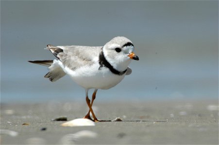 Piping Plover (Charadrius melodus)