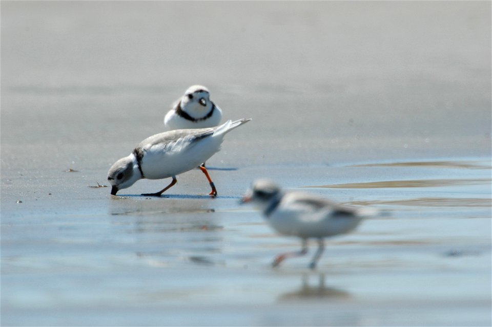 Piping Plover (Charadrius melodus)