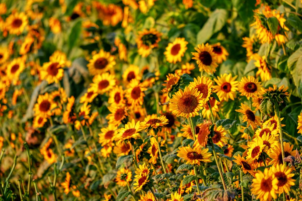 Bloom nature sunflower field