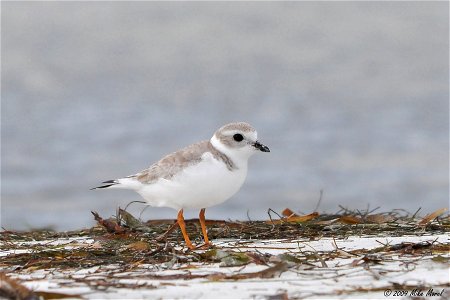 Scientific name:  Charadius melodius
Common name   Piping Plover
Common name Spanish:  Playero melódico
Status:  Threatened
Listed on December 11, 1985
Location:  Puerto Rico
Photo by Mike Morel
Photo