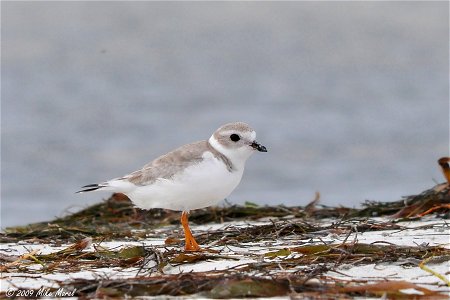 Scientific name: Charadius melodius Common name Piping Plover Common name Spanish: Playero melódico Status: Threatened Listed on December 11, 1985 Location: Puerto Rico Photo by Mike Morel More photo