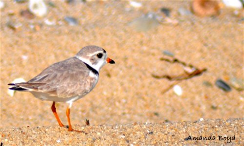 Nantucket National Wildlife Refuge Photo: Amanda Boyd, USFWS photo