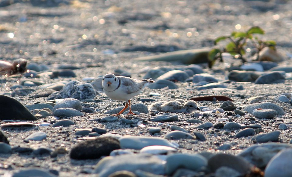 Piping Plover photographed at Second Beach in Middletown, Rhode Island.

Credit: Victoria Lima/USFWS

http://www.fws.gov/endangered/map/state/RI.html

http://www.fws.gov/northeast