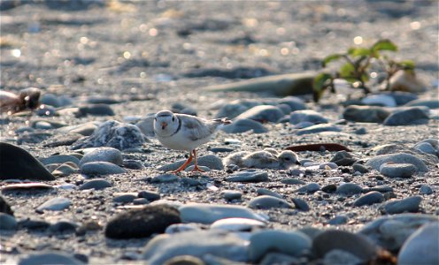 Piping Plover photographed at Second Beach in Middletown, Rhode Island. Credit: Victoria Lima/USFWS http://www.fws.gov/endangered/map/state/RI.html http://www.fws.gov/northeast photo