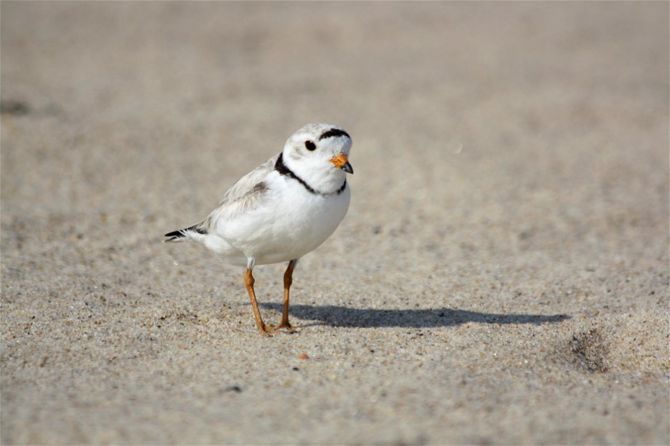 Piping plover at Amagansett National Wildlife Refuge.


Credit: USFWS