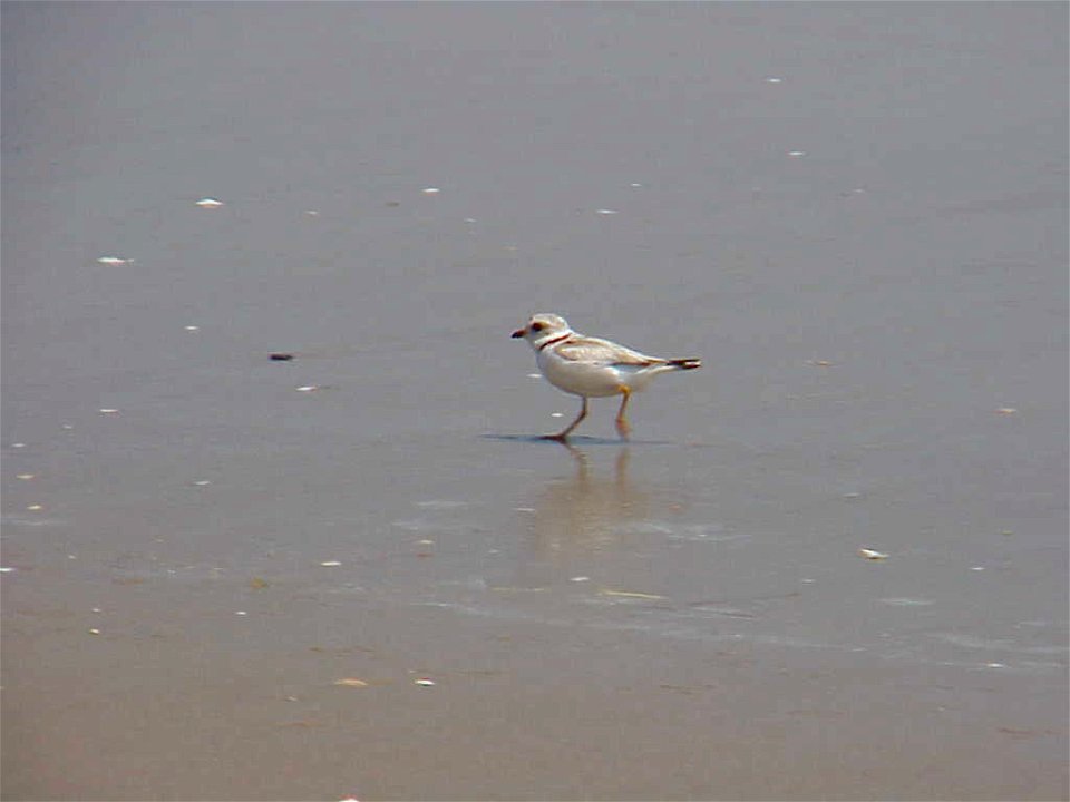 Piping plover at Back Bay National Wildlife Refuge in Virginia.


Credit: USFWS