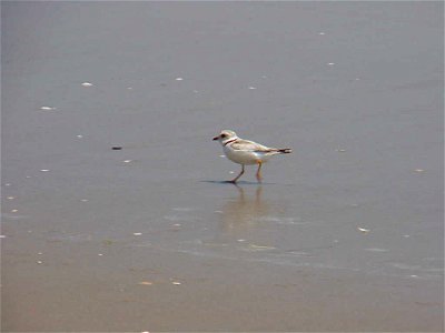 Piping plover at Back Bay National Wildlife Refuge in Virginia.


Credit: USFWS