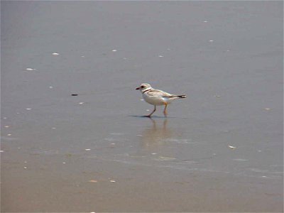 Piping plover at Back Bay National Wildlife Refuge in Virginia. Credit: USFWS photo