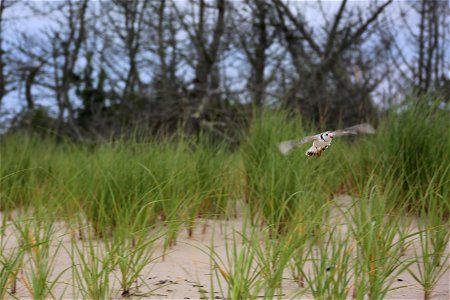 Photo by Ariel Kallenbach/USFWS photo