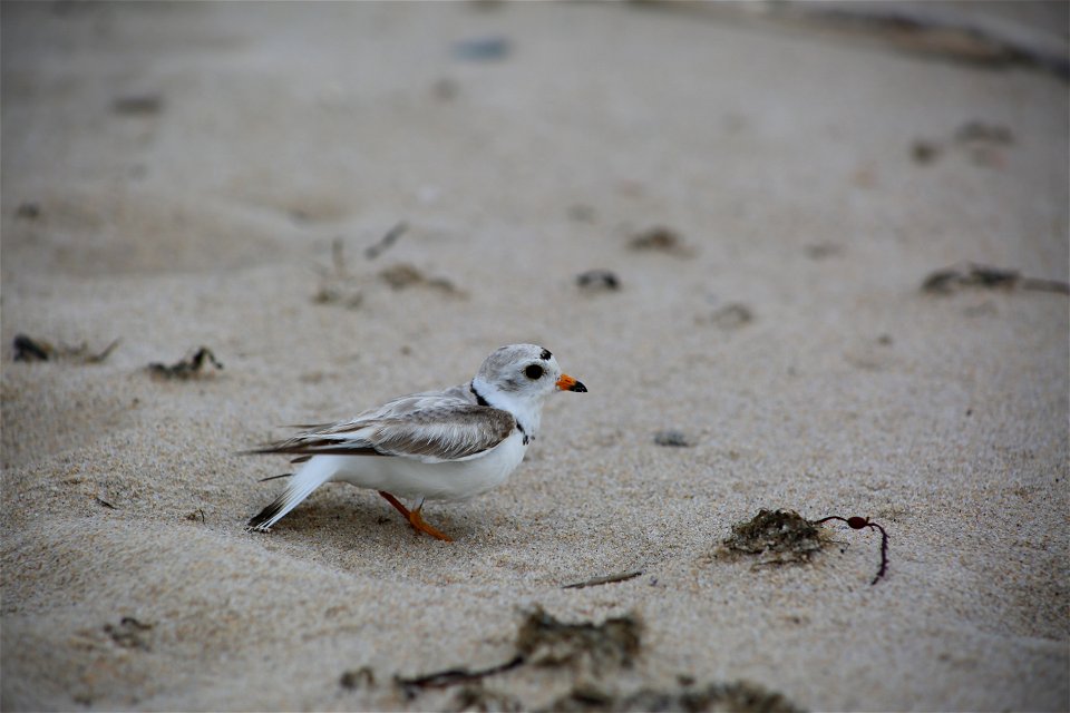Photo by Ariel Kallenbach/USFWS