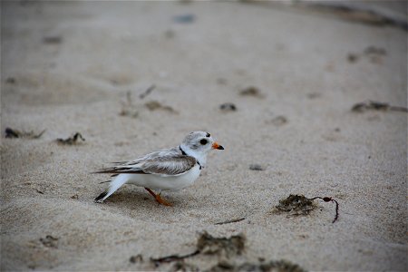 Photo by Ariel Kallenbach/USFWS