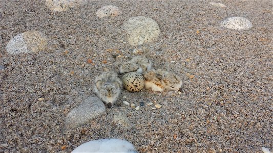 Piping plover chicks and eggs at Trustom Pond National Wildlife Refuge Photo credit: Josh Seibel/USFWS Like us on Facebook: facebook.com/usfwsnortheast Follow us on Twitter: twitter.com/usfwsnorthe photo