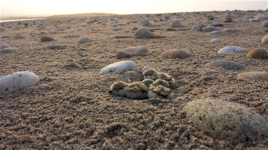 Piping plover chicks and eggs at Trustom Pond National Wildlife Refuge

Photo credit: Josh Seibel/USFWS

Like us on Facebook: facebook.com/usfwsnortheast

Follow us on Twitter: twitter.com/usfwsnorthe