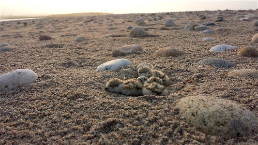 Piping plover chicks and eggs at Trustom Pond National Wildlife Refuge Photo credit: Josh Seibel/USFWS Like us on Facebook: facebook.com/usfwsnortheast Follow us on Twitter: twitter.com/usfwsnorthe photo