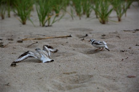 Photo by Ariel Kallenbach/USFWS photo