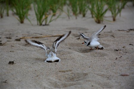 Photo by Ariel Kallenbach/USFWS photo