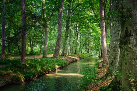 Water tree landscape