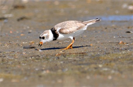 Piping Plover feeding on edge of wetland Location: Lostwood Wetland Management District Complex, North Dakota Credit: USFWS / Steven Tucker Photo Contest Entry #59 photo