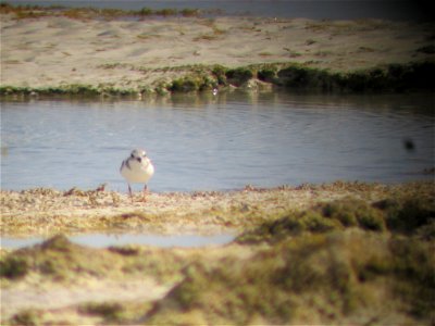 Photo taken at South Andros Island. Credit: Sue Abbott, Bird Studies Canada photo