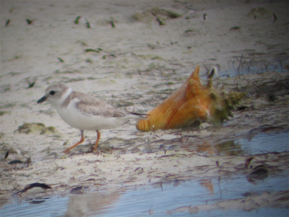 Photo taken at Berry Islands.


Credit: Sue Abbott, Bird Studies Canada