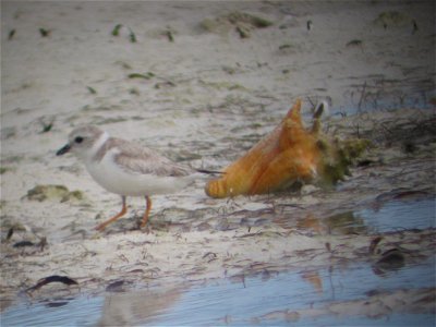 Photo taken at Berry Islands. Credit: Sue Abbott, Bird Studies Canada photo