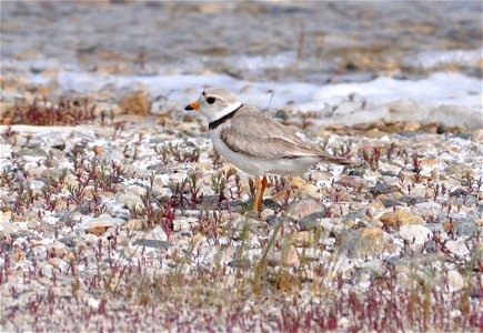 Piping plover on alkali lake nesting habitat in Northern Great Plains. Location: Lostwood Wetland Management District Complex Credit: USFWS / Steven Tucker Photo Contest Entry #61 photo