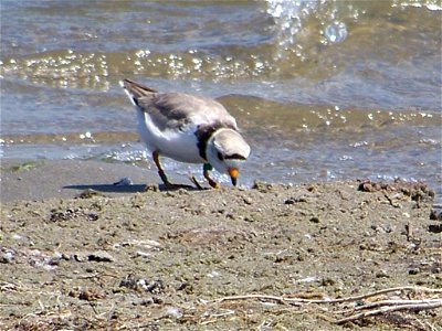 The piping plover (Charadrius melodus) is a small, sandy-colored bird with orange legs, a black band across its forehead and a black ring around the base of its neck. The piping plover is designated photo