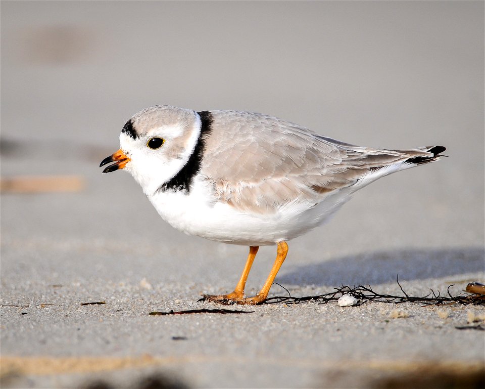 Piping plover photographed at Cape May National Wildlife Refuge.


Credit: Don Freiday/USFWS