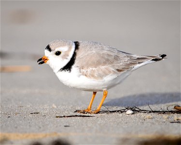 Piping plover photographed at Cape May National Wildlife Refuge. Credit: Don Freiday/USFWS photo