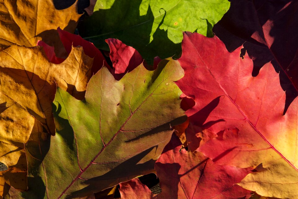 Leaves autumn fall foliage