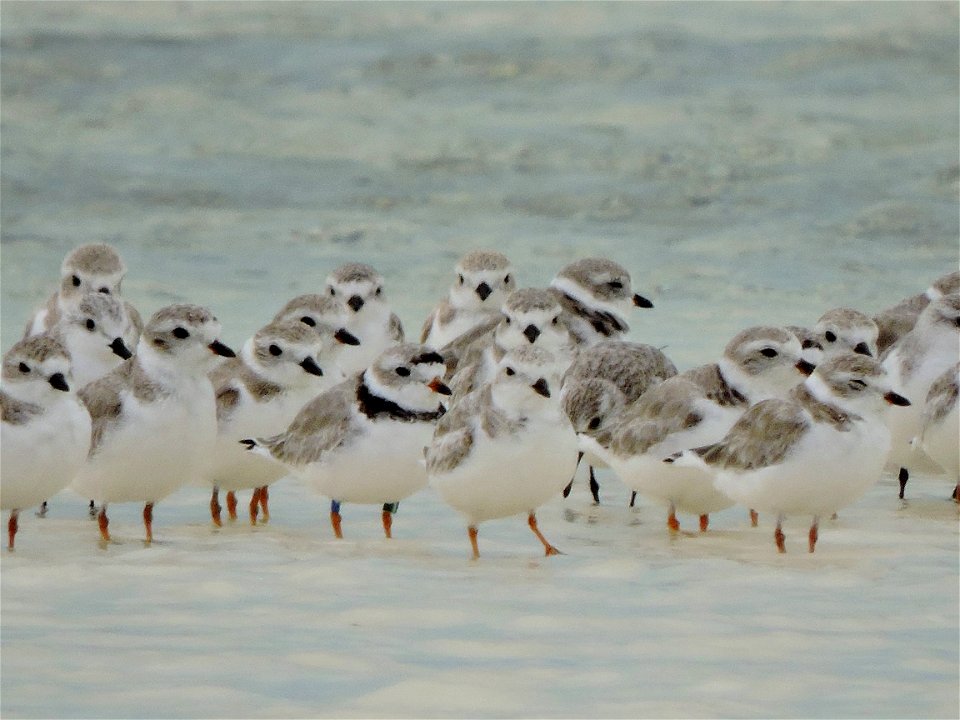 Piping plover wintering at Turks and Caicos Islands


Photo credit: Craig Watson/USFWS


Like us on Facebook: facebook.com/usfwsnortheast

Follow us on Twitter: twitter.com/usfwsnortheast