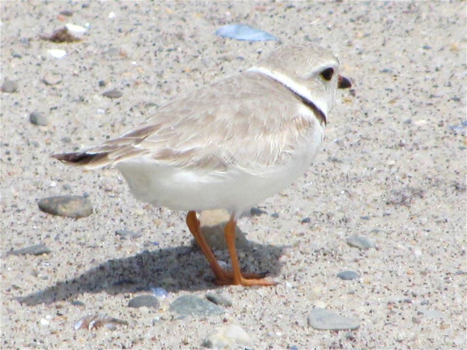 Piping plover, Monomoy National Wildlife Refuge, MA. By Ravin Tomasson,USFWS