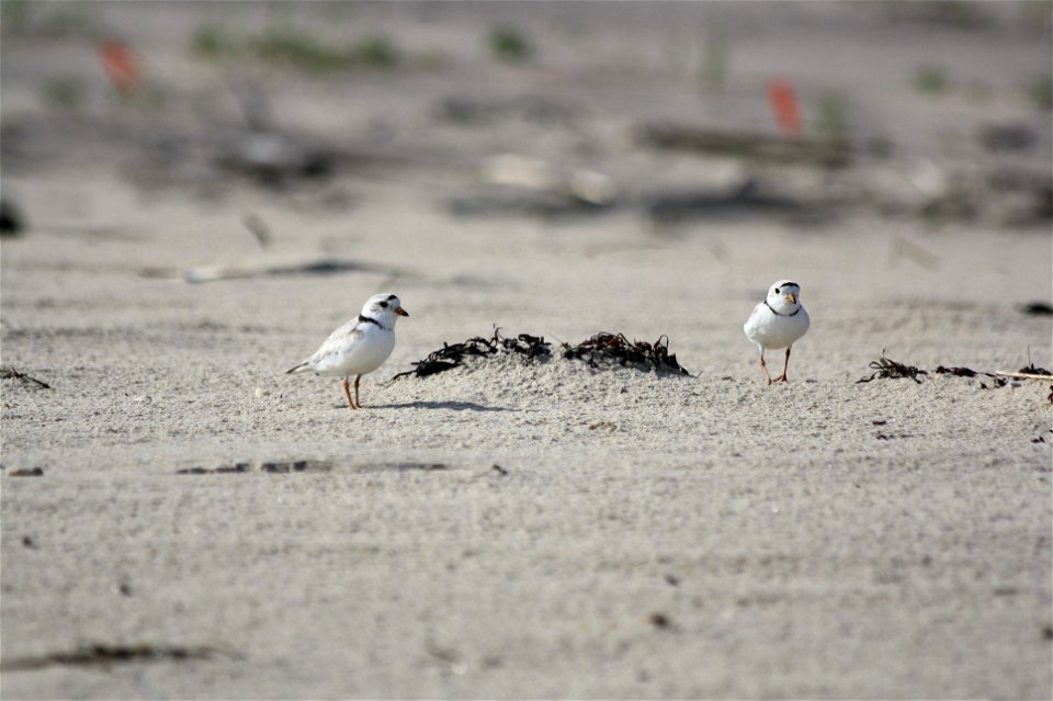 Piping plovers at Amagansett National Wildlife Refuge.


Credit: USFWS