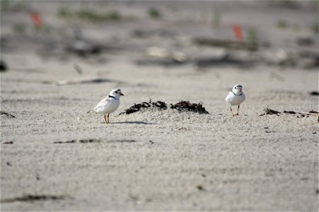 Piping plovers at Amagansett National Wildlife Refuge. Credit: USFWS photo