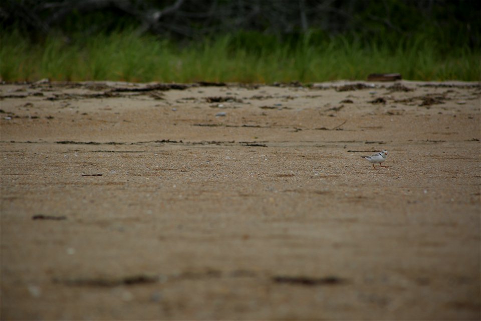 Photo by Ariel Kallenbach/USFWS