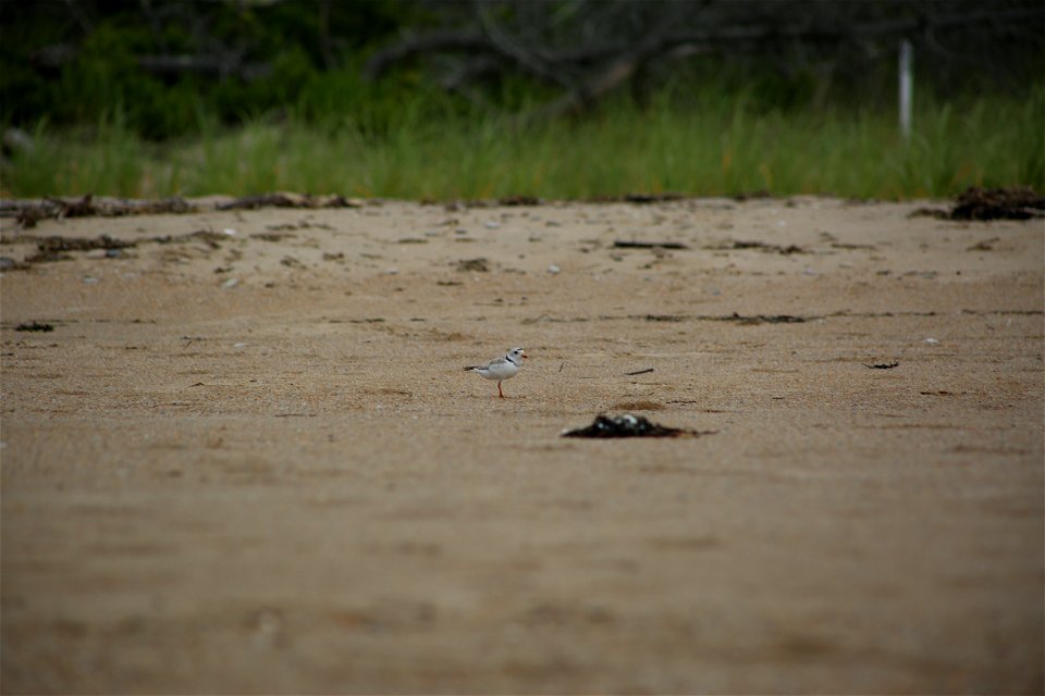 Photo by Ariel Kallenbach/USFWS