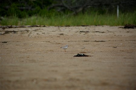 Photo by Ariel Kallenbach/USFWS photo