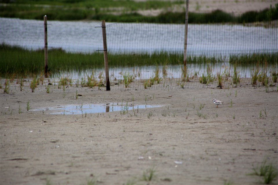 Photo by Ariel Kallenbach/USFWS