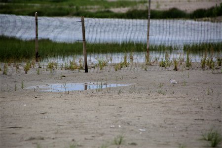 Photo by Ariel Kallenbach/USFWS photo